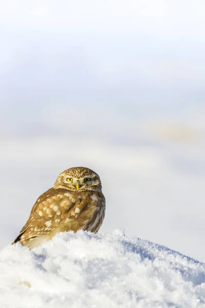 Winter Bird Snow Background Little Owl Athene Noctua — Stock Photo, Image