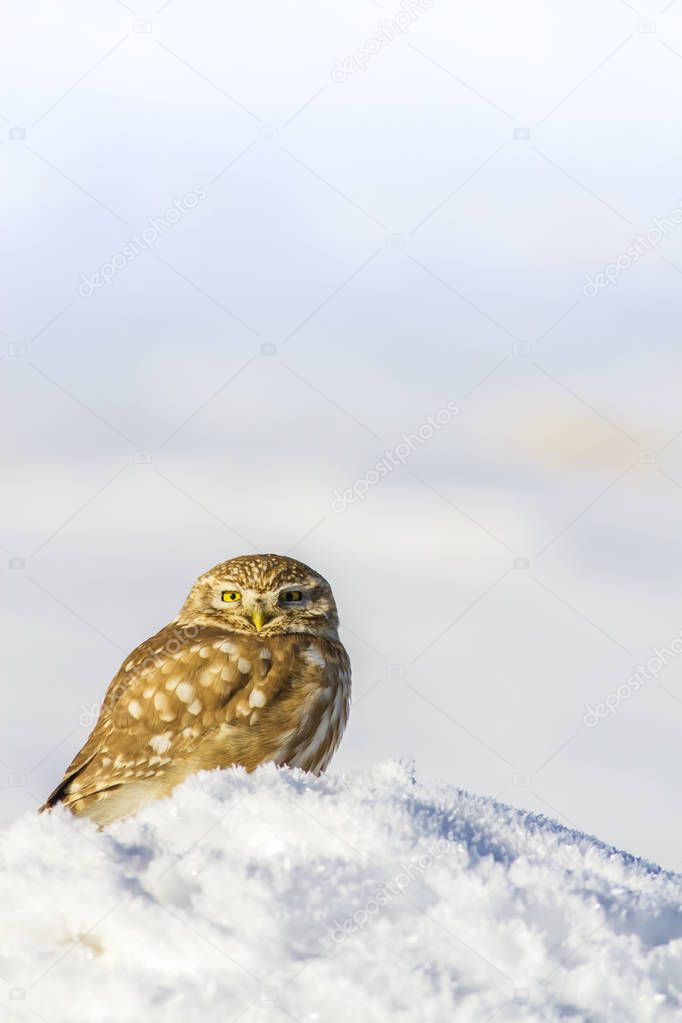 Winter and bird. Snow background. Little Owl Athene noctua