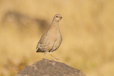 Keklik. Sarı doğa arka planı. 