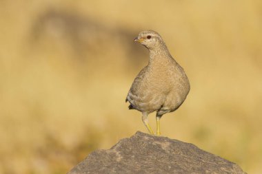 Keklik. Sarı doğa arka planı. 