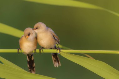 Sevimli kuş. Sakallı kuş. Doğa arka planı. Sakallı Sazlık. Panurus biarmicus.