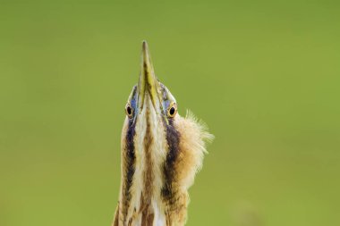 Vahşi kuş avlanıyor. Doğa arka planı. Kuş: Avrasya Bittern. Boğa burcu yıldızları.