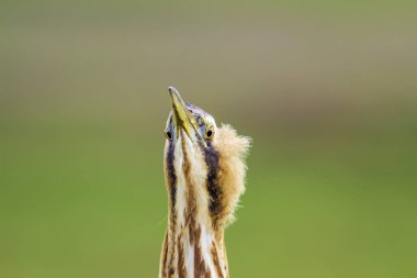 Vahşi kuş avlanıyor. Doğa arka planı. Kuş: Avrasya Bittern. Boğa burcu yıldızları.