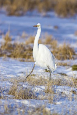 Büyük balıkçıl büyük egret. Beyaz kar ve sarı çim arka plan. Büyük Egret. Ardea alba.