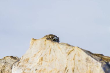 Kış ve kuş. Kar arka planı. Küçük Baykuş Athene noctua