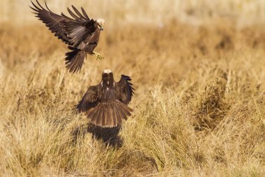Uçan şahin. Doğa arka planı. Yırtıcı kuş.