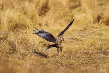 Uçan şahin. Doğa arka planı. Yırtıcı kuş.