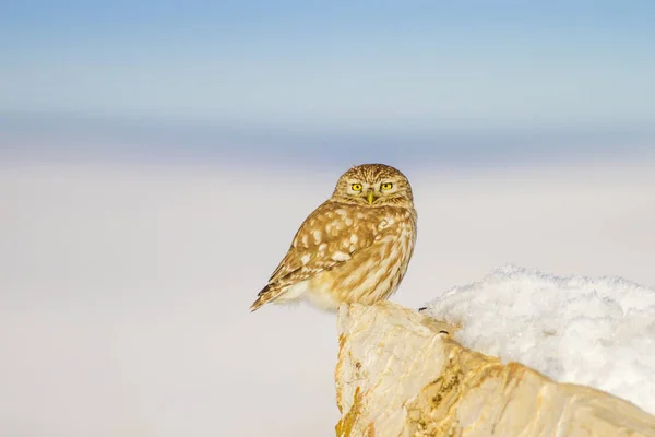 Inverno Uccello Fondo Neve Piccolo Gufo Athene Noctua — Foto Stock