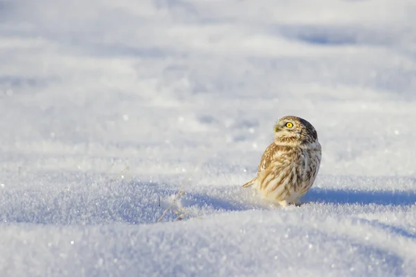 Winter Und Vogel Schnee Hintergrund Kleine Eule Athene Noctua — Stockfoto