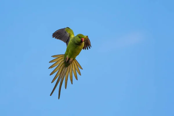 Flygande Grön Papegoja Bird Rose Ringade Parakeet Psittacula Krameri Blå — Stockfoto