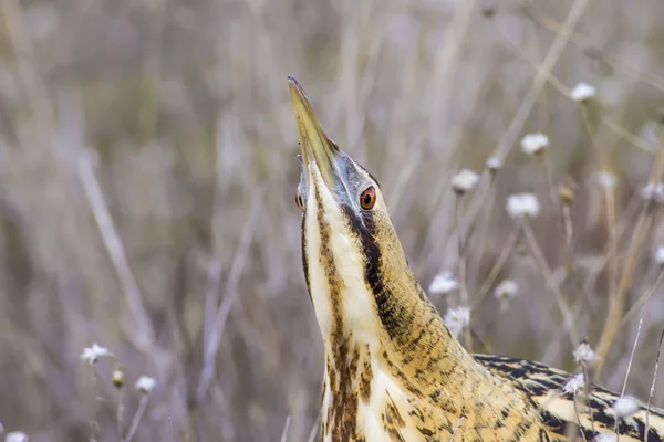野鳥は狩りだ自然の背景 ユーラシア ビターン ボタウルス ステラリス — ストック写真