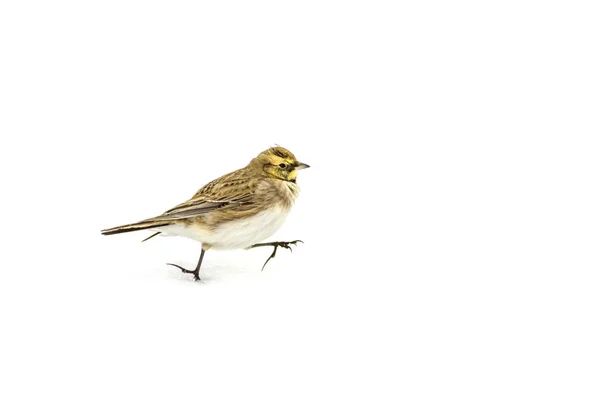 Kış Kuş Beyaz Kar Arka Plan Boynuzlu Toygar Eremophila Alpestris — Stok fotoğraf