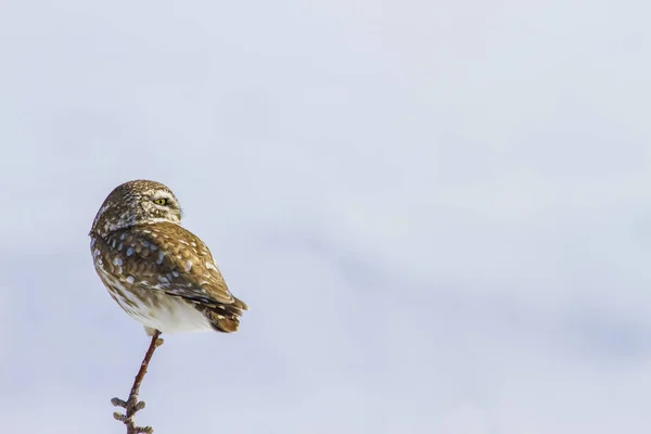 冬と鳥雪の背景 リトルフクロウアテネノクチュア — ストック写真