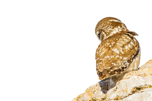 Cute little owl. Isolated bird. White background. Bird: Little Owl. Athene noctua.