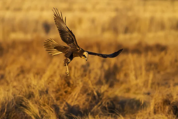 Flying hawk. Nature background. Bird of prey.