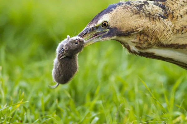 Wild bird is hunting. Green grass background. Bird: Eurasian Bittern. Botaurus stellaris.