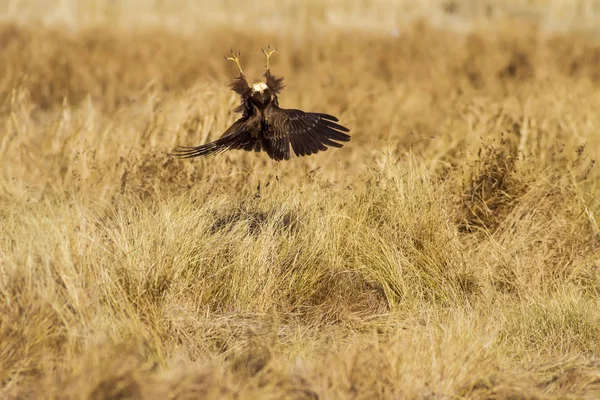 Halcón Volador Fondo Naturaleza Pájaro Presa — Foto de Stock