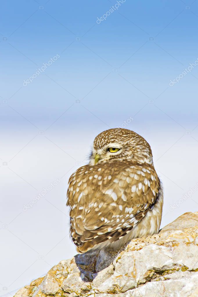 Winter and bird. Snow background. Little Owl Athene noctua
