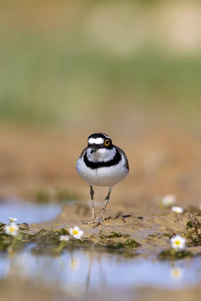 Cute bird plover. Nature background. Little Ringed Plover. Charadrius dubius.