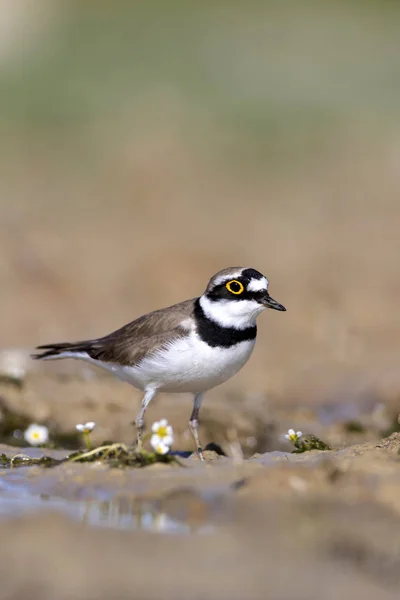 Leuke Vogel Plover Natuur Achtergrond Weinig Geringde Plevier Charadrius Dubius — Stockfoto