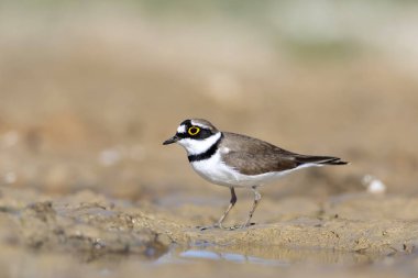 Sevimli kuş yağmuru. Doğa arka planı. Küçük Halkalı Yağmurcun. Charadrius dubius.