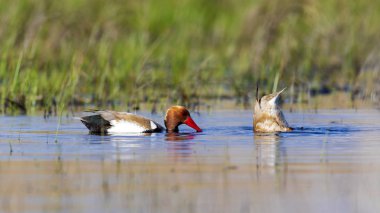 Ördek. Kızıl tepeli Pochard. Renkli doğa habitat arka plan. Ortak ördek: Kırmızı tepeli Pochard. Netta rufina.