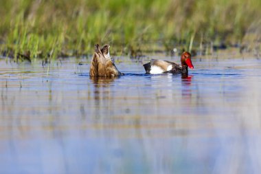 Ördek. Kızıl tepeli Pochard. Renkli doğa habitat arka plan. Ortak ördek: Kırmızı tepeli Pochard. Netta rufina.