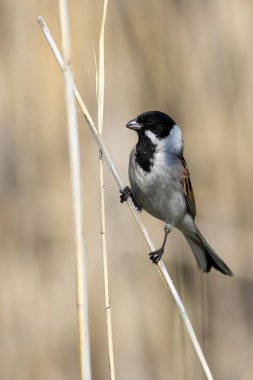 Sevimli kuş. Ortak Reed Kiraz kuşu. Emberiza schoeniclus. Sarı doğa arka planı.