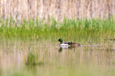 Yüzen ördek Mallard. Renkli doğal yaşam ortamı. - Mallard. Anas platyrhynchos.