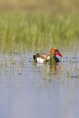 Ördek. Kızıl tepeli Pochard. Renkli doğa habitat arka plan. Ortak ördek: Kırmızı tepeli Pochard. Netta rufina.