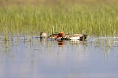 Ördek. Kızıl tepeli Pochard. Renkli doğa habitat arka plan. Ortak ördek: Kırmızı tepeli Pochard. Netta rufina.