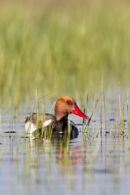 Ördek. Kızıl tepeli Pochard. Renkli doğa habitat arka plan. Ortak ördek: Kırmızı tepeli Pochard. Netta rufina.
