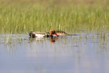 Ördek. Kızıl tepeli Pochard. Renkli doğa habitat arka plan. Ortak ördek: Kırmızı tepeli Pochard. Netta rufina.