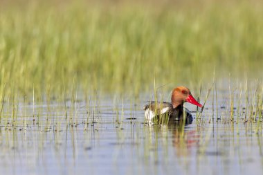 Ördek. Kızıl tepeli Pochard. Renkli doğa habitat arka plan. Ortak ördek: Kırmızı tepeli Pochard. Netta rufina.