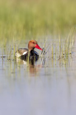 Ördek. Kızıl tepeli Pochard. Renkli doğa habitat arka plan. Ortak ördek: Kırmızı tepeli Pochard. Netta rufina.