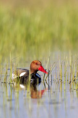 Ördek. Kızıl tepeli Pochard. Renkli doğa habitat arka plan. Ortak ördek: Kırmızı tepeli Pochard. Netta rufina.