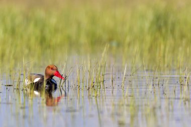 Ördek. Kızıl tepeli Pochard. Renkli doğa habitat arka plan. Ortak ördek: Kırmızı tepeli Pochard. Netta rufina.