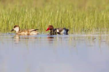 Ördek. Kızıl tepeli Pochard. Renkli doğa habitat arka plan. Ortak ördek: Kırmızı tepeli Pochard. Netta rufina.