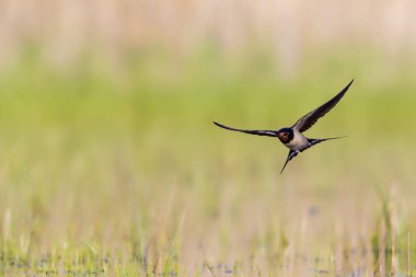 Uçan kırlangıç. Sarı doğa arka planı. Ahır Kırlangıç. Hirundo rustica.