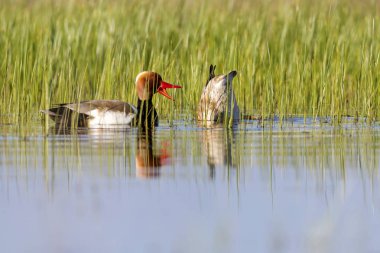 Ördek. Kızıl tepeli Pochard. Renkli doğa habitat arka plan. Ortak ördek: Kırmızı tepeli Pochard. Netta rufina.