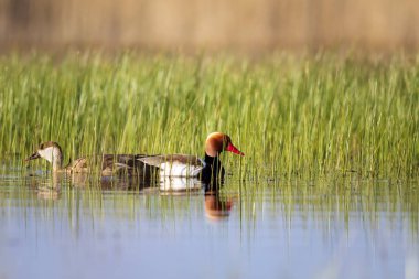 Ördek. Kızıl tepeli Pochard. Renkli doğa habitat arka plan. Ortak ördek: Kırmızı tepeli Pochard. Netta rufina.
