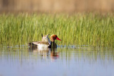 Ördek. Kızıl tepeli Pochard. Renkli doğa habitat arka plan. Ortak ördek: Kırmızı tepeli Pochard. Netta rufina.