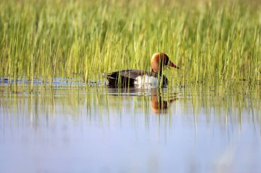 Ördek. Kızıl tepeli Pochard. Renkli doğa habitat arka plan. Ortak ördek: Kırmızı tepeli Pochard. Netta rufina.