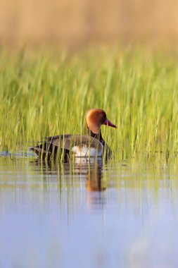 Ördek. Kızıl tepeli Pochard. Renkli doğa habitat arka plan. Ortak ördek: Kırmızı tepeli Pochard. Netta rufina.