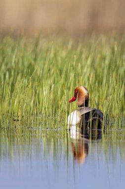 Ördek. Kızıl tepeli Pochard. Renkli doğa habitat arka plan. Ortak ördek: Kırmızı tepeli Pochard. Netta rufina.