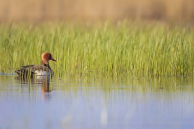 Ördek. Kızıl tepeli Pochard. Renkli doğa habitat arka plan. Ortak ördek: Kırmızı tepeli Pochard. Netta rufina.