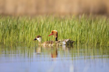 Ördek. Kızıl tepeli Pochard. Renkli doğa habitat arka plan. Ortak ördek: Kırmızı tepeli Pochard. Netta rufina.