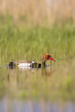 Ördek. Kızıl tepeli Pochard. Renkli doğa habitat arka plan. Ortak ördek: Kırmızı tepeli Pochard. Netta rufina.