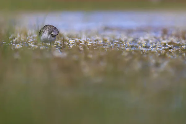 Kuş Sandpiper Renkli Doğa Arka Plan Kuş Ahşap Sandpiper Erkan — Stok fotoğraf