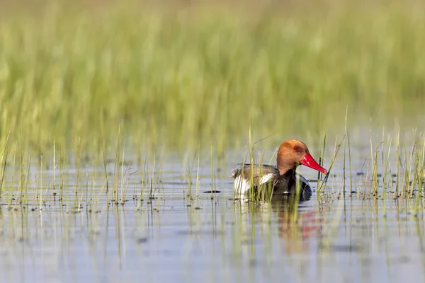 Ördek. Kızıl tepeli Pochard. Renkli doğa habitat arka plan. Ortak ördek: Kırmızı tepeli Pochard. Netta rufina.